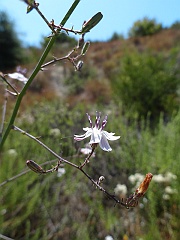 stephanomeria exigua
